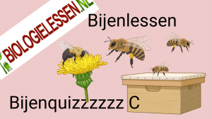 Bijenquizzzz C