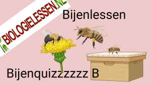 Copy of Bijenquizzzz B