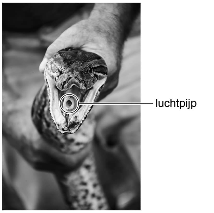 Luchtpijp van python