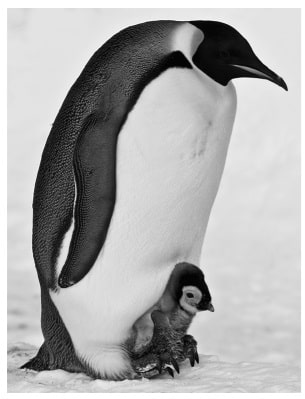 Pinguin 2