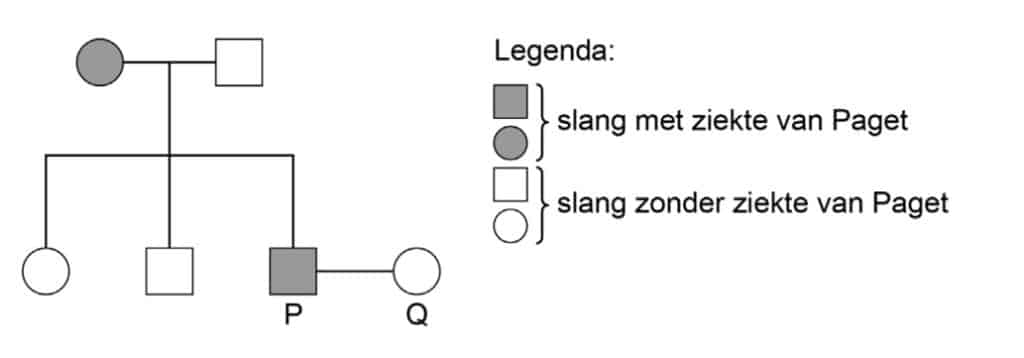 Pytonpaar