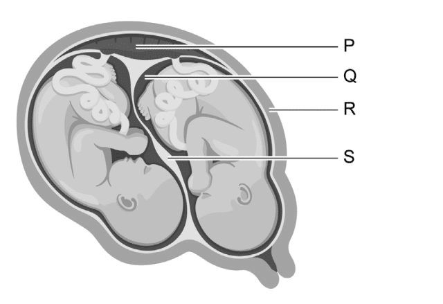 embryos