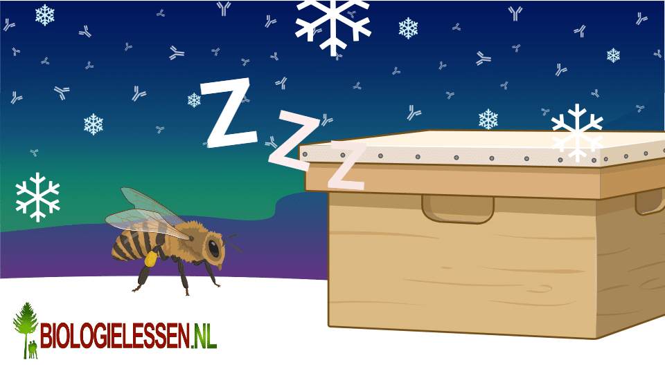 wintervoer