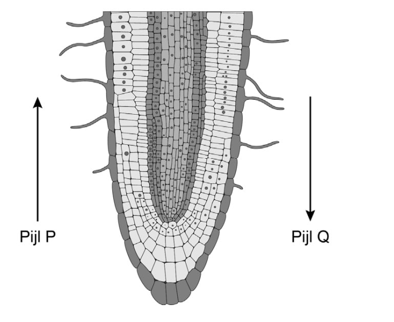 wortel en stroomrichting