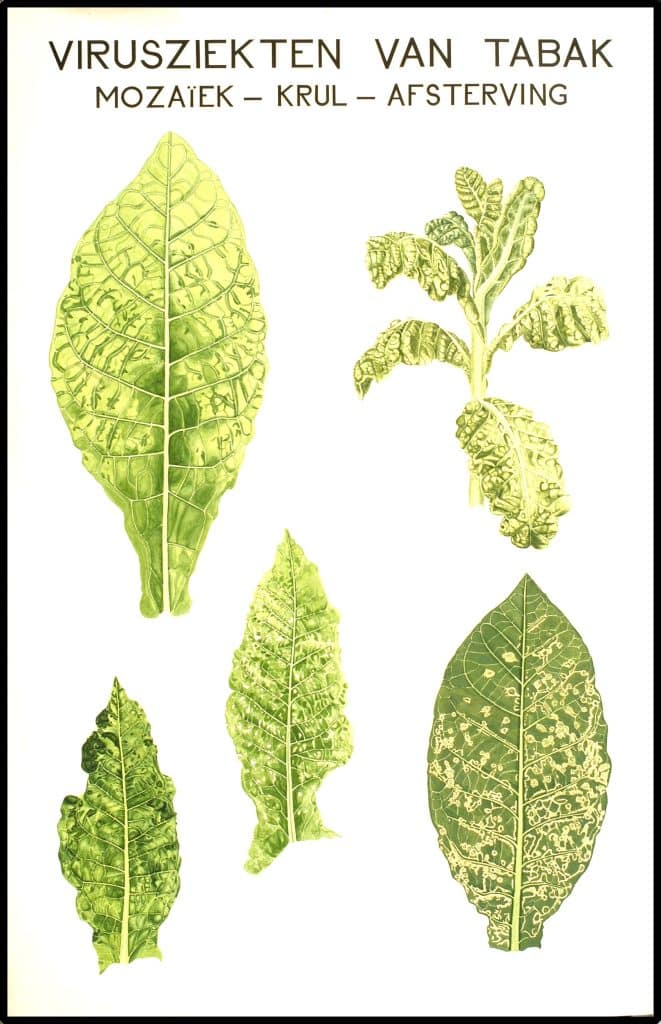 Beijerinck Beijerinck tabak virus