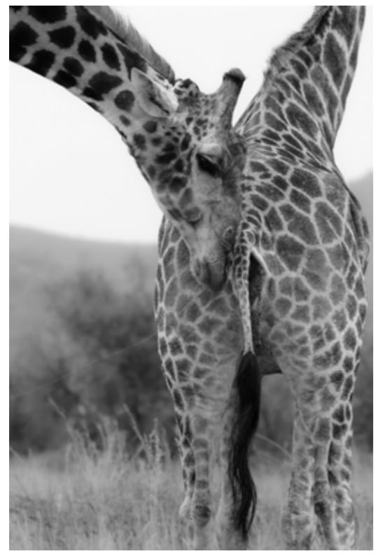 giraffe 2025
