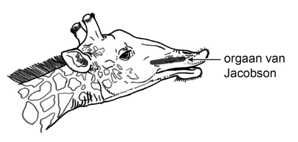 giraffe Jacob 2025