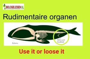 Rudimentaire organen