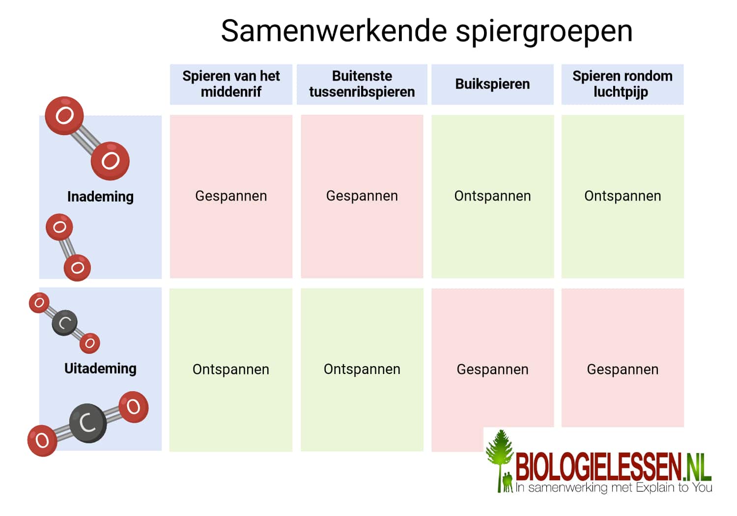 Samenwerkende spiergroepen bij longventilatie