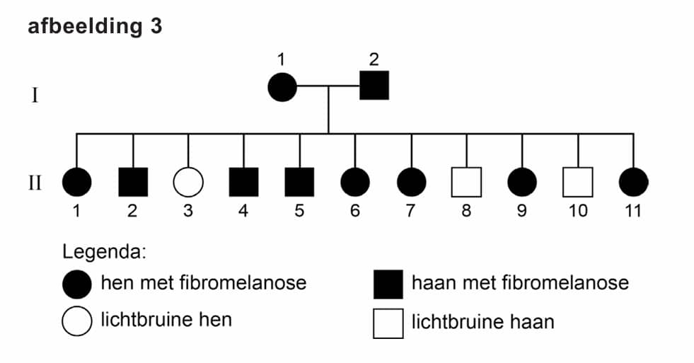 Zwarte kip