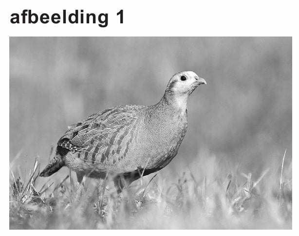 patrijs en voedselweb