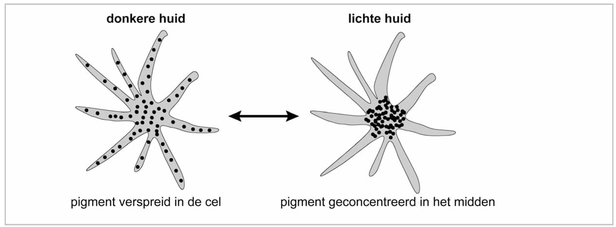 pigmentkorrels en temp