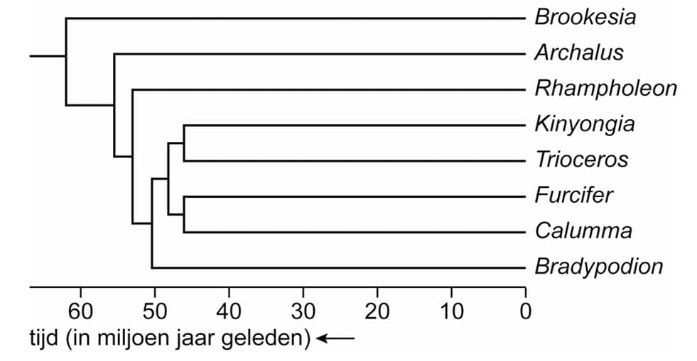 stamboom kameleon