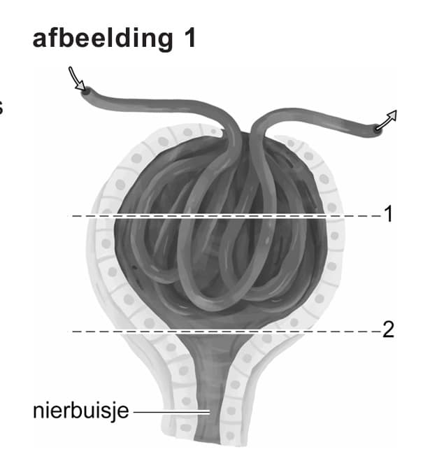 glomerulus